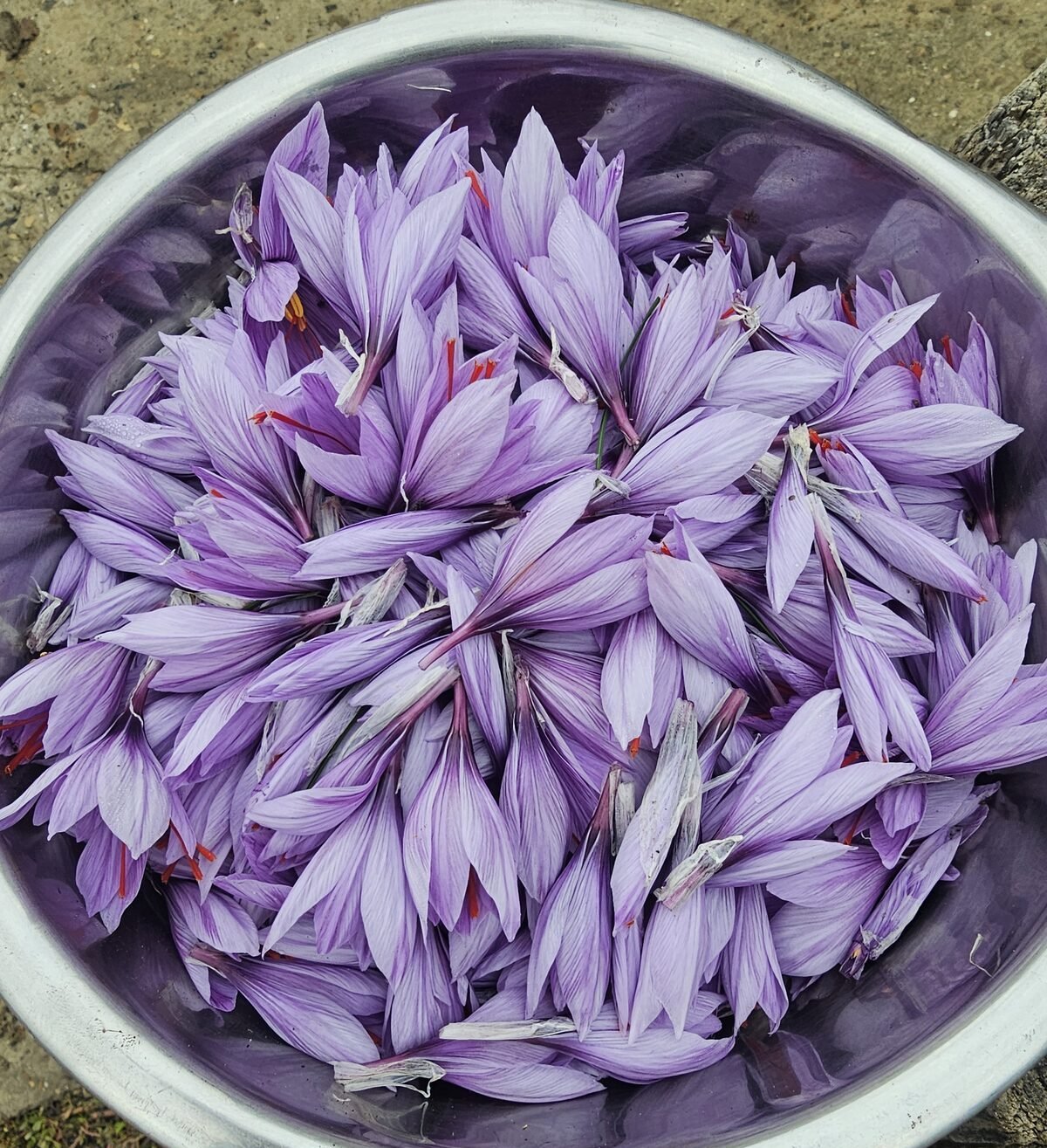 Freshly harvested saffron crocus flowers