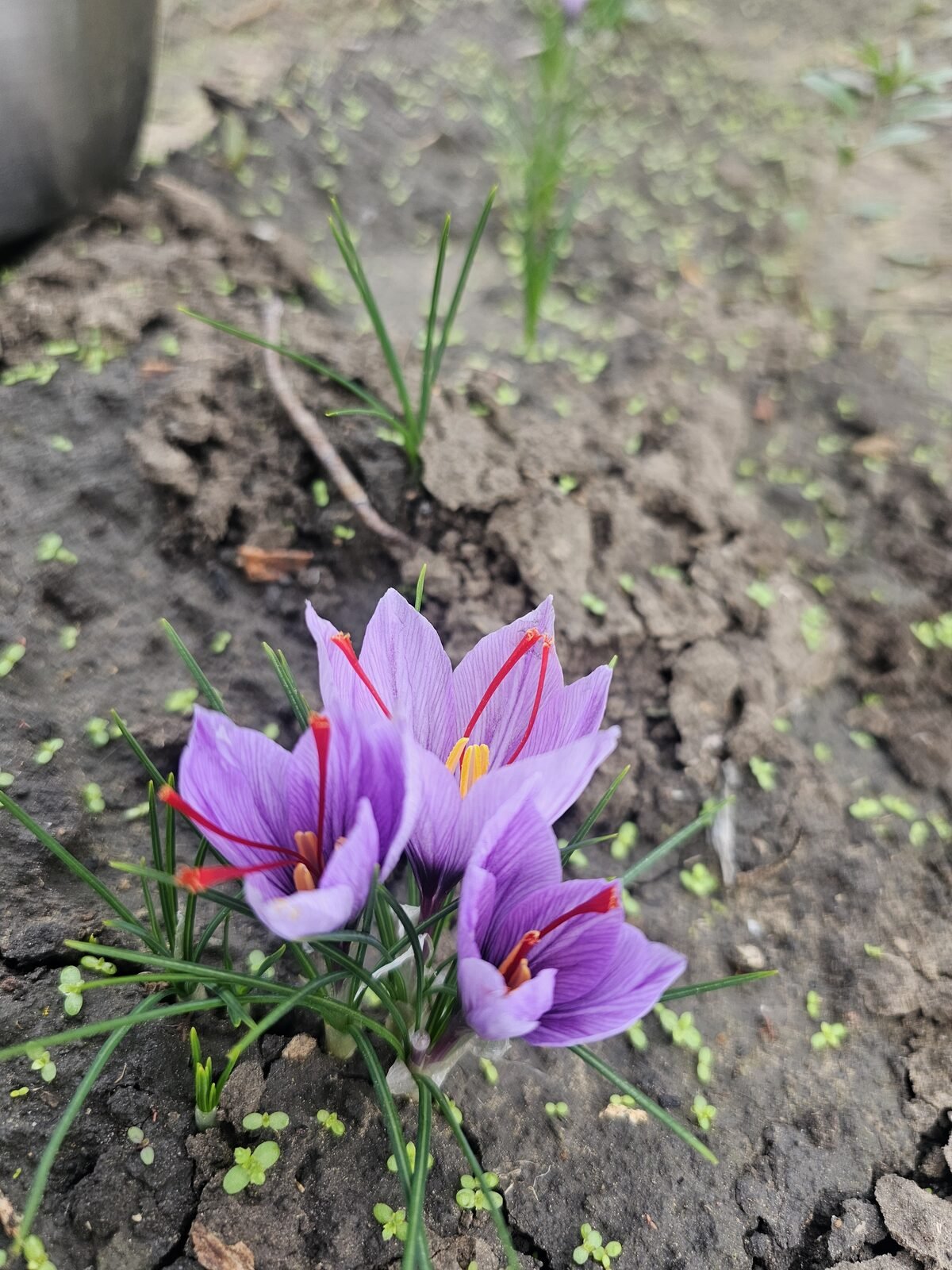 Saffron crocus flowers blooming in Moldova