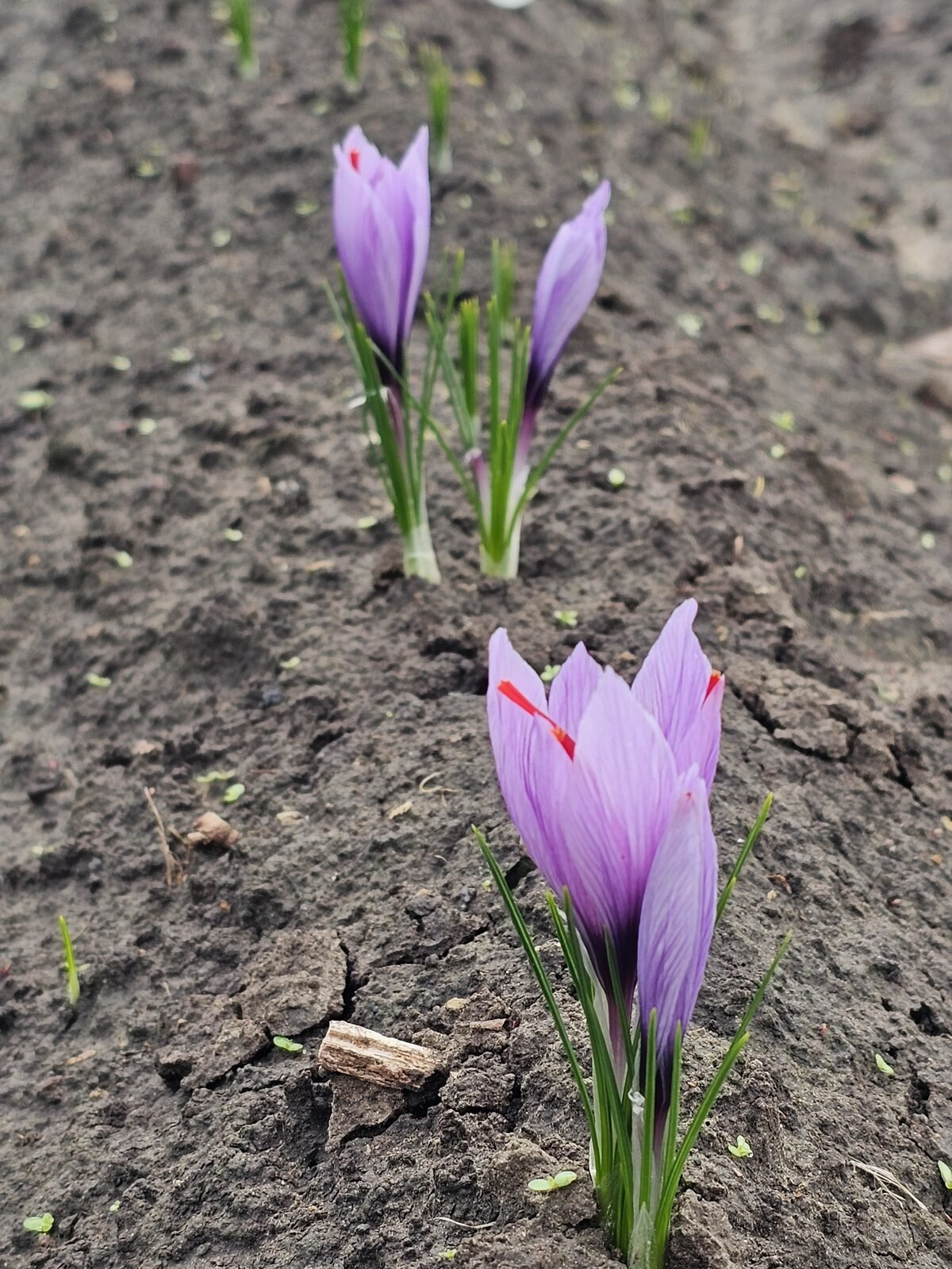 Saffron crocus in the field